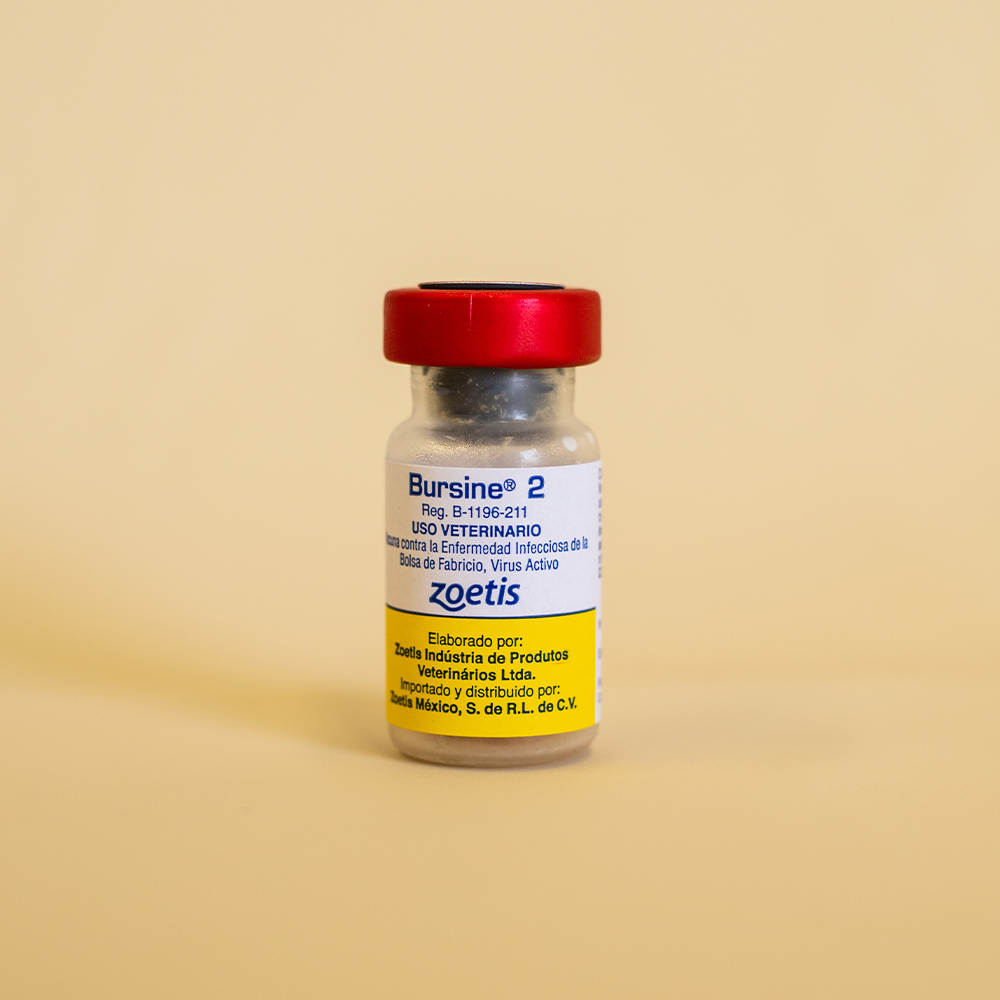 BURSINE 2 1,000 DS