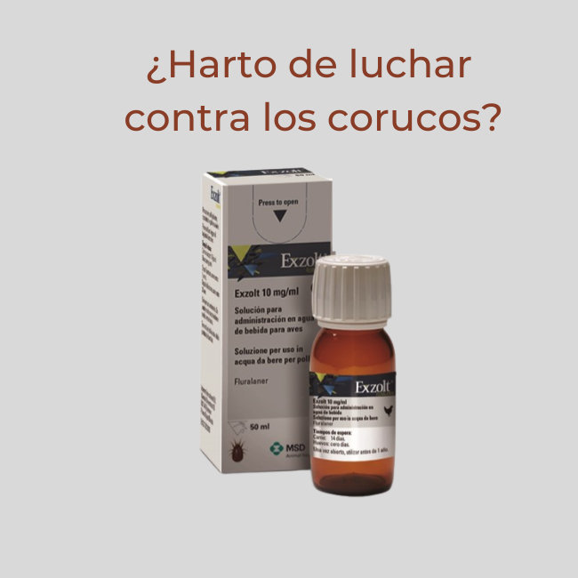 ¿Harto de luchar contra los corucos en tus gallinas?